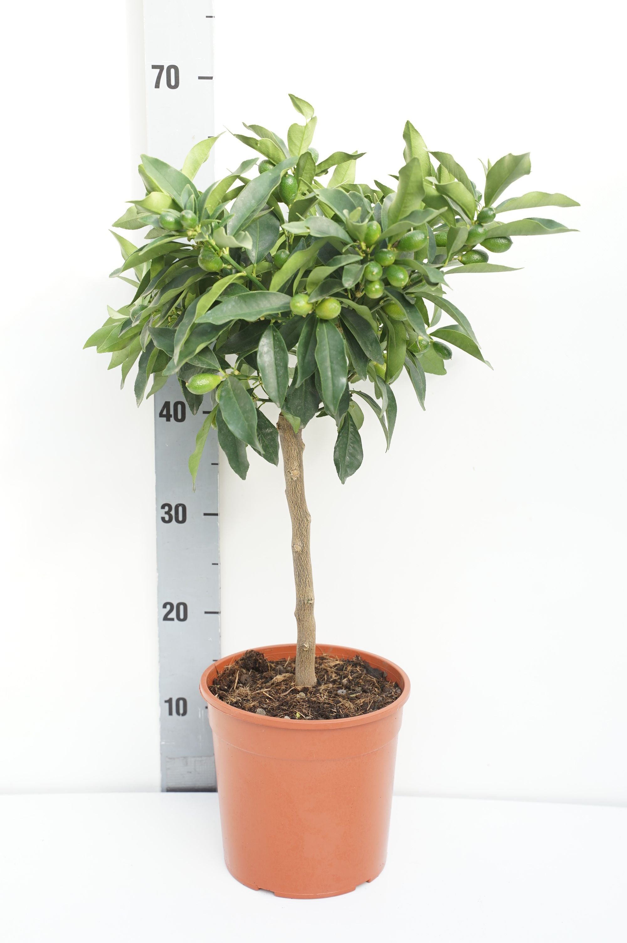 Citrus kucle (Kumquat x Clementine) - 20 CM STEM C3/P19