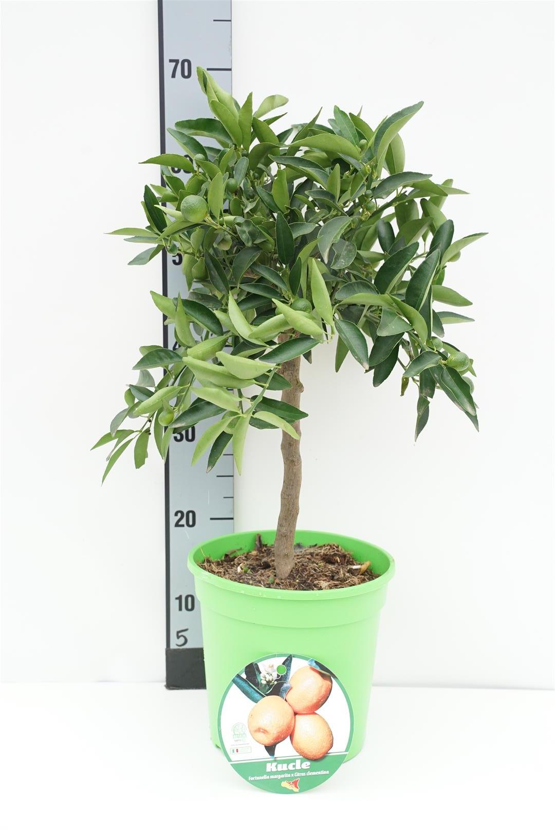 Citrus kucle (Kumquat x Clementine) - 40 CM STAM C4/P21 DECO