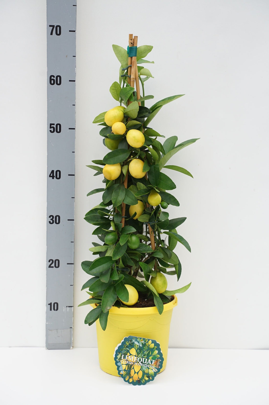 Citrus Limequat - C3/P19 65/+CM 3-STICK