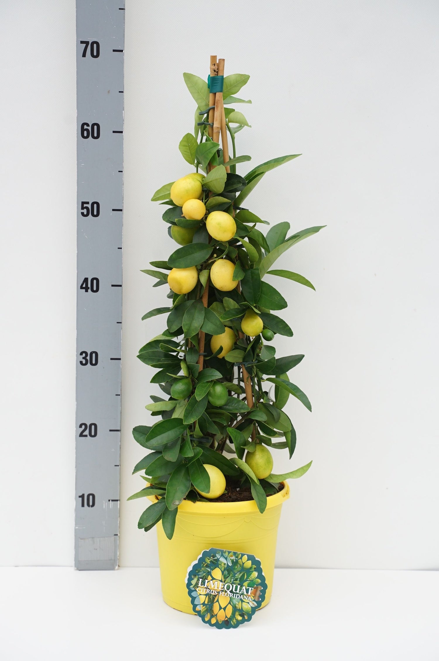 Citrus Limequat - C3/P19 65/+CM 3-STICK