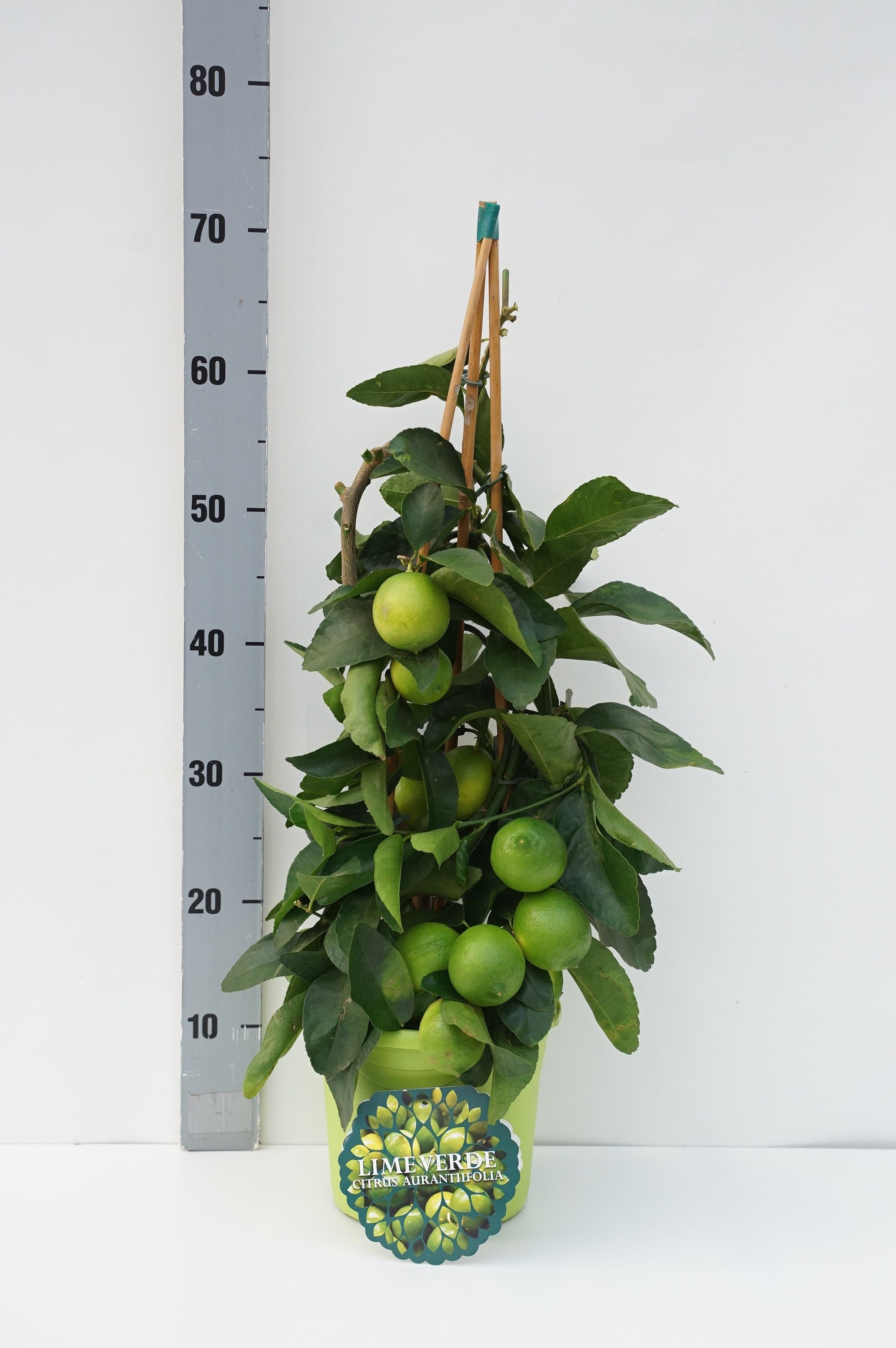Citrus limonia - C3/P19 65/+CM 3-STICK