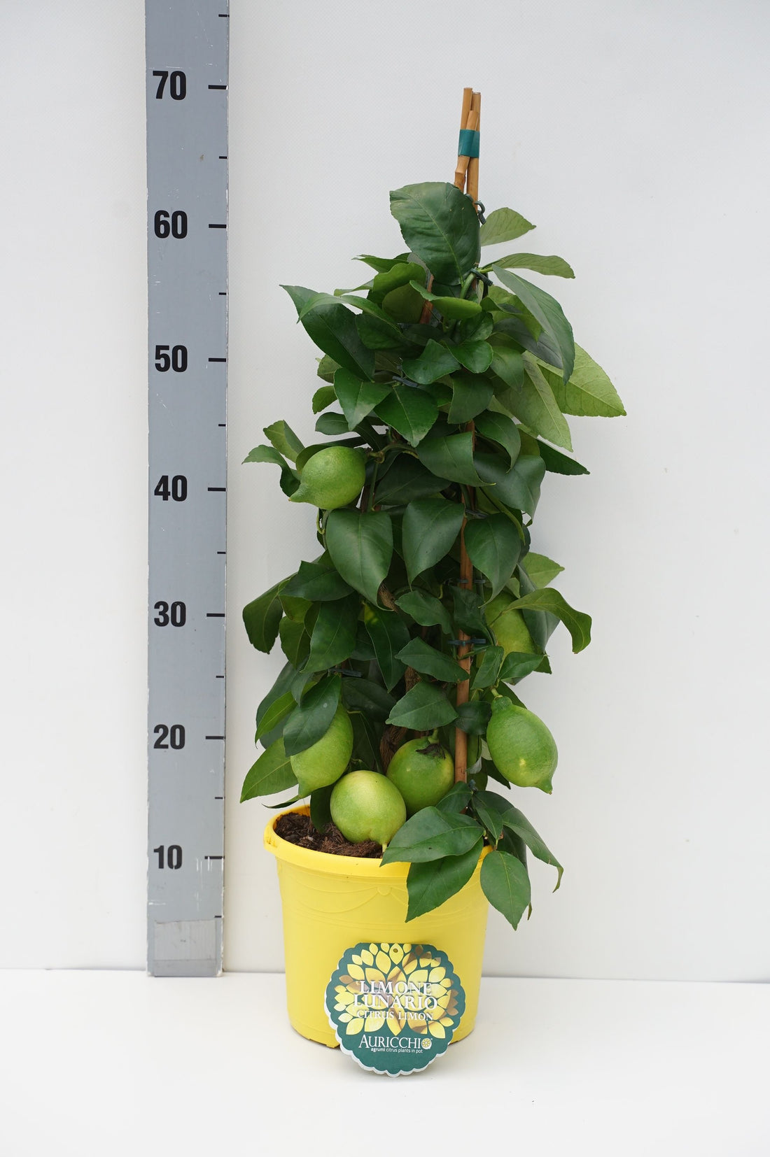 Citrus limon - C3/P19 65/+CM 3-STICK