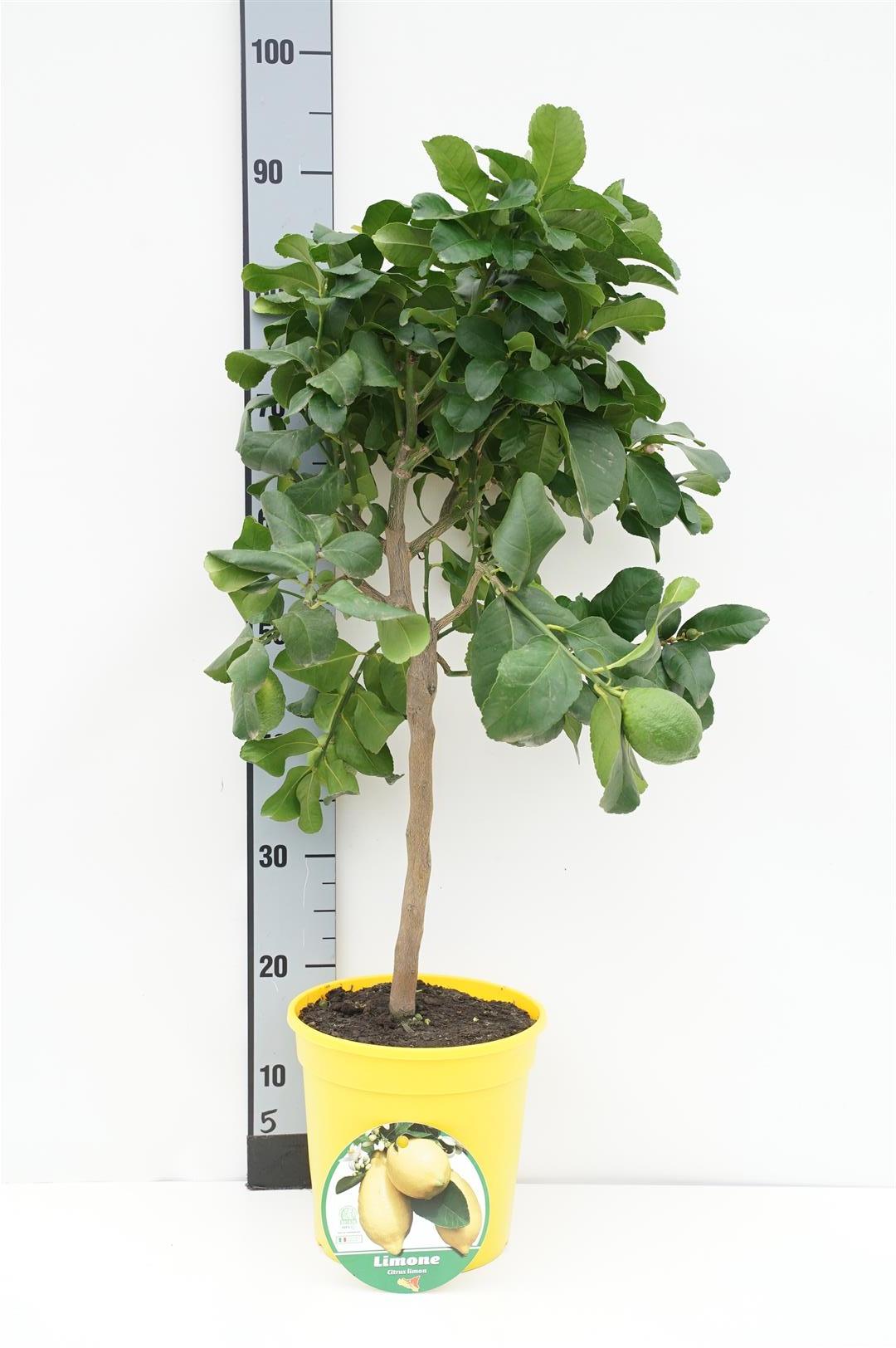 Citrus limon - 40 CM STAM C4/P21 DECO