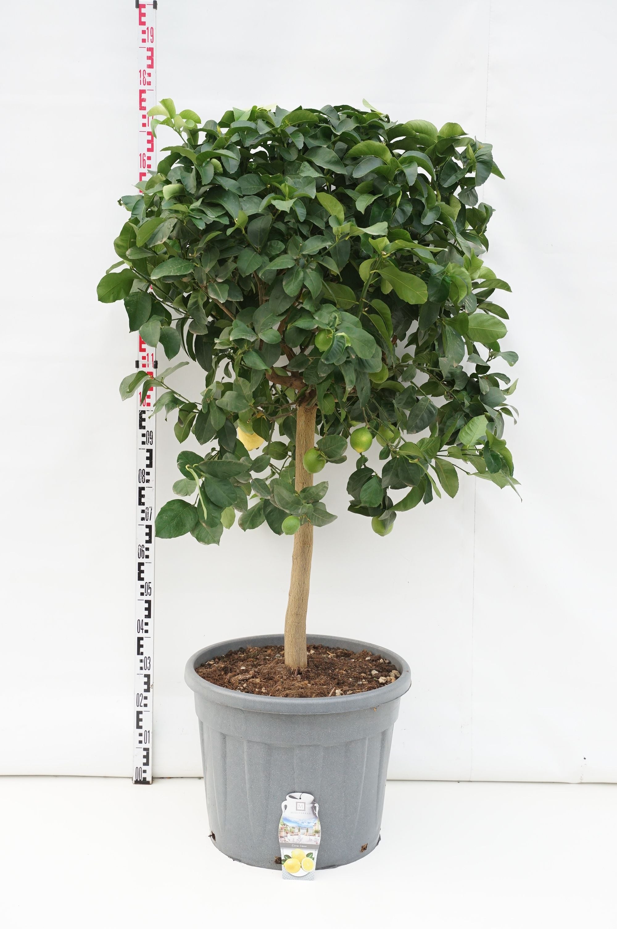 Citrus limon - 70 CM STEM C70