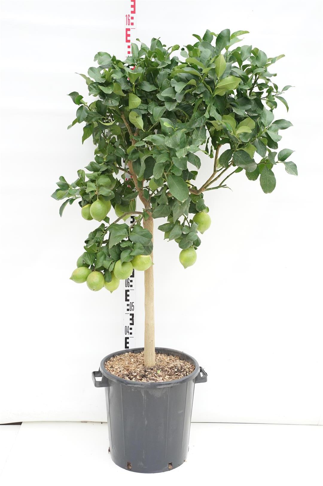 Citrus limon - 70 CM STEM C30