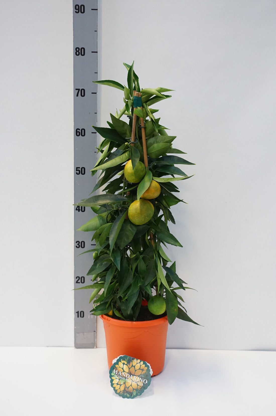Citrus mandarini - C3/P19 65/+CM 3-STICK