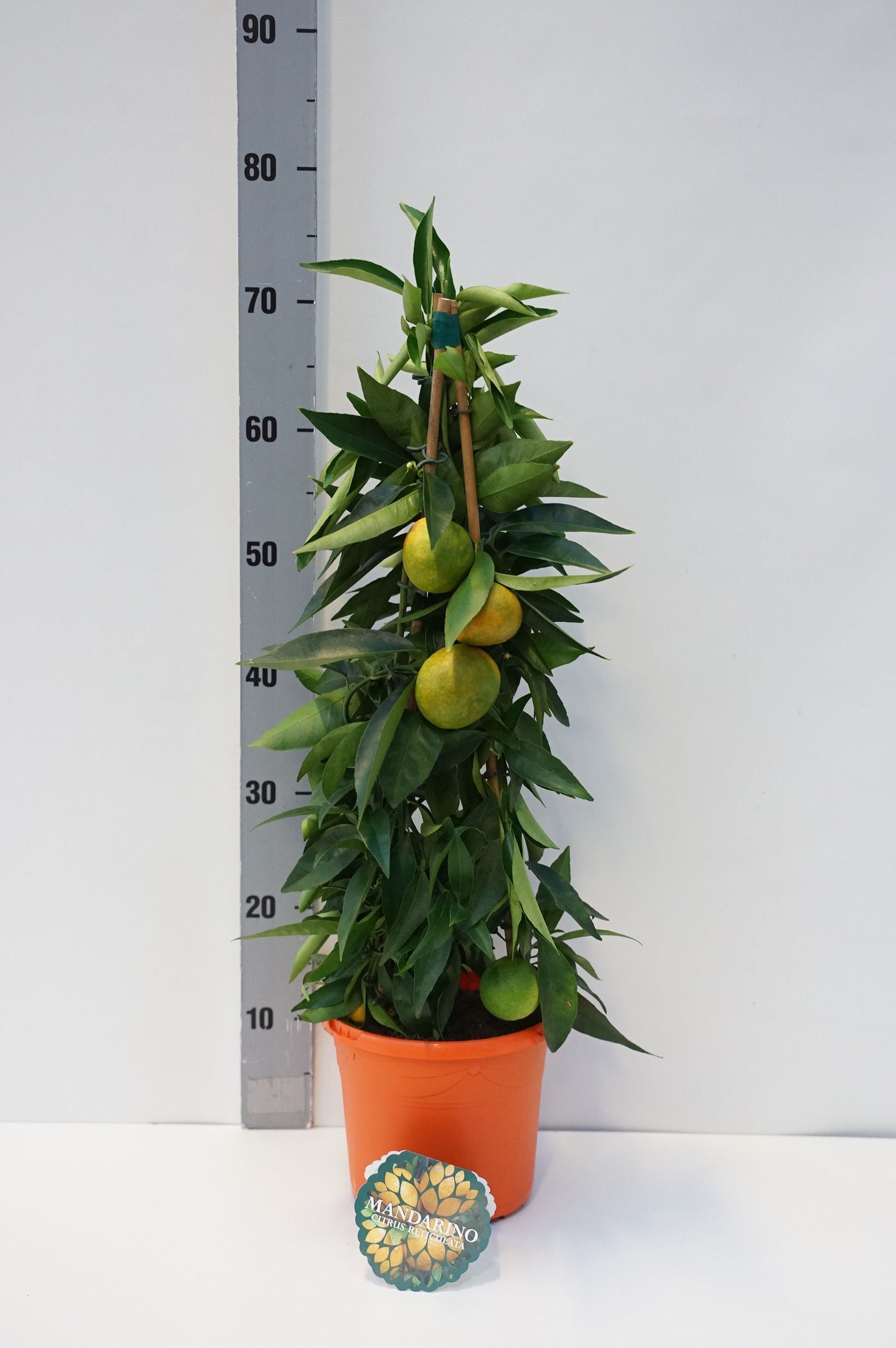 Citrus mandarini - C3/P19 65/+CM 3-STICK