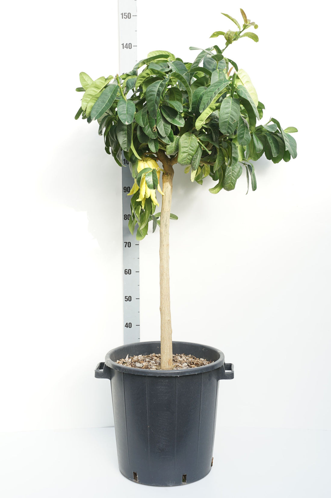 Citrus medica &
