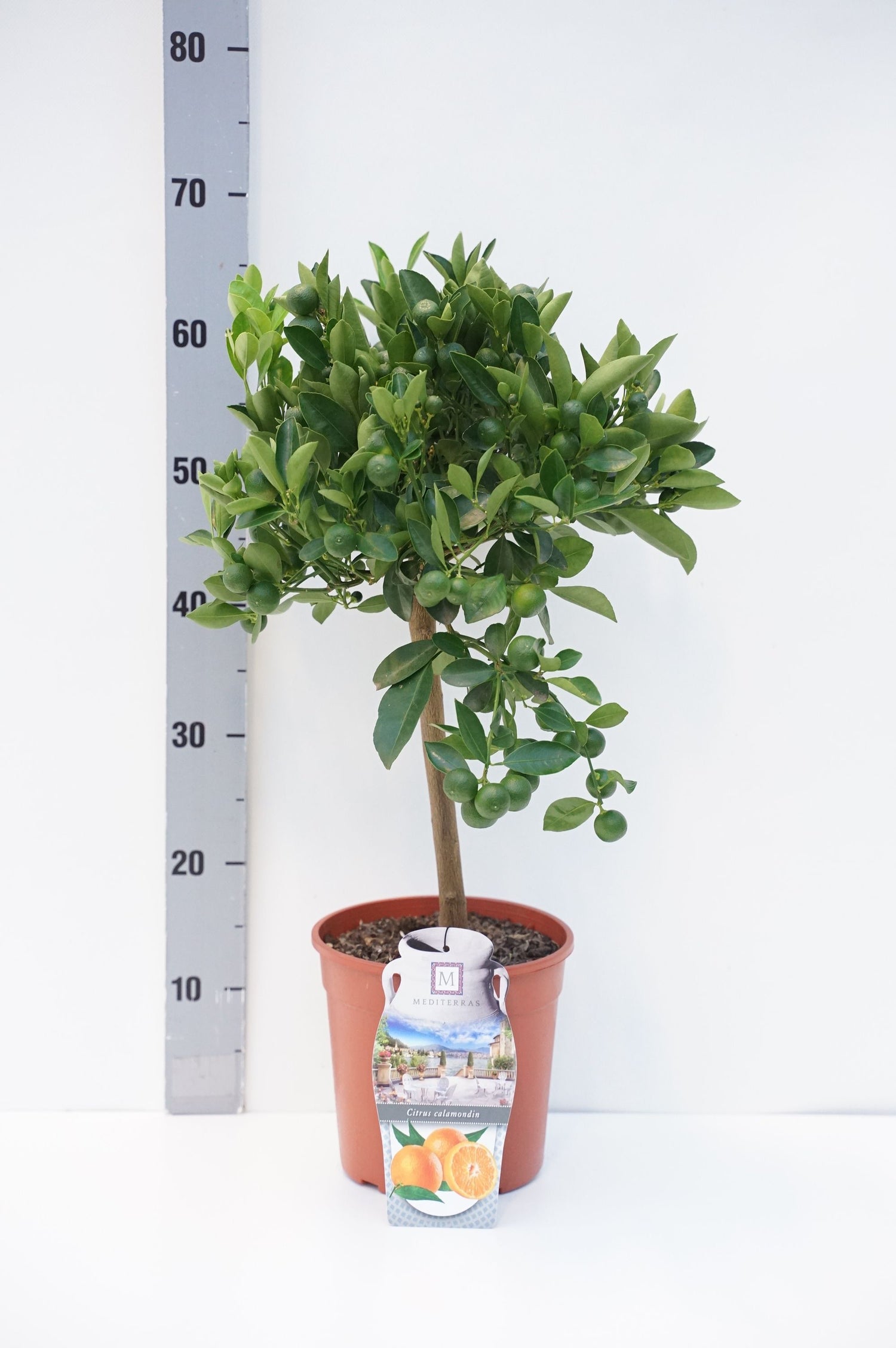 Citrus mitis(Calamondin-Ziermanderi - 20 CM STEM C3/P19