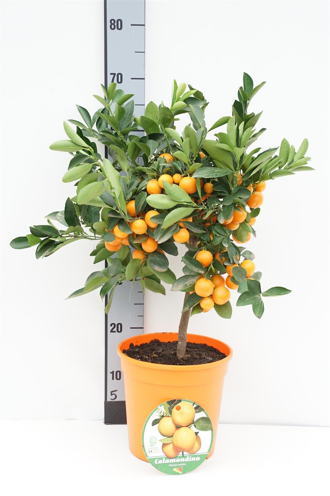 Citrus mitis(Calamondin-Ziermanderi - 40 CM STAM C4/P21 DECO