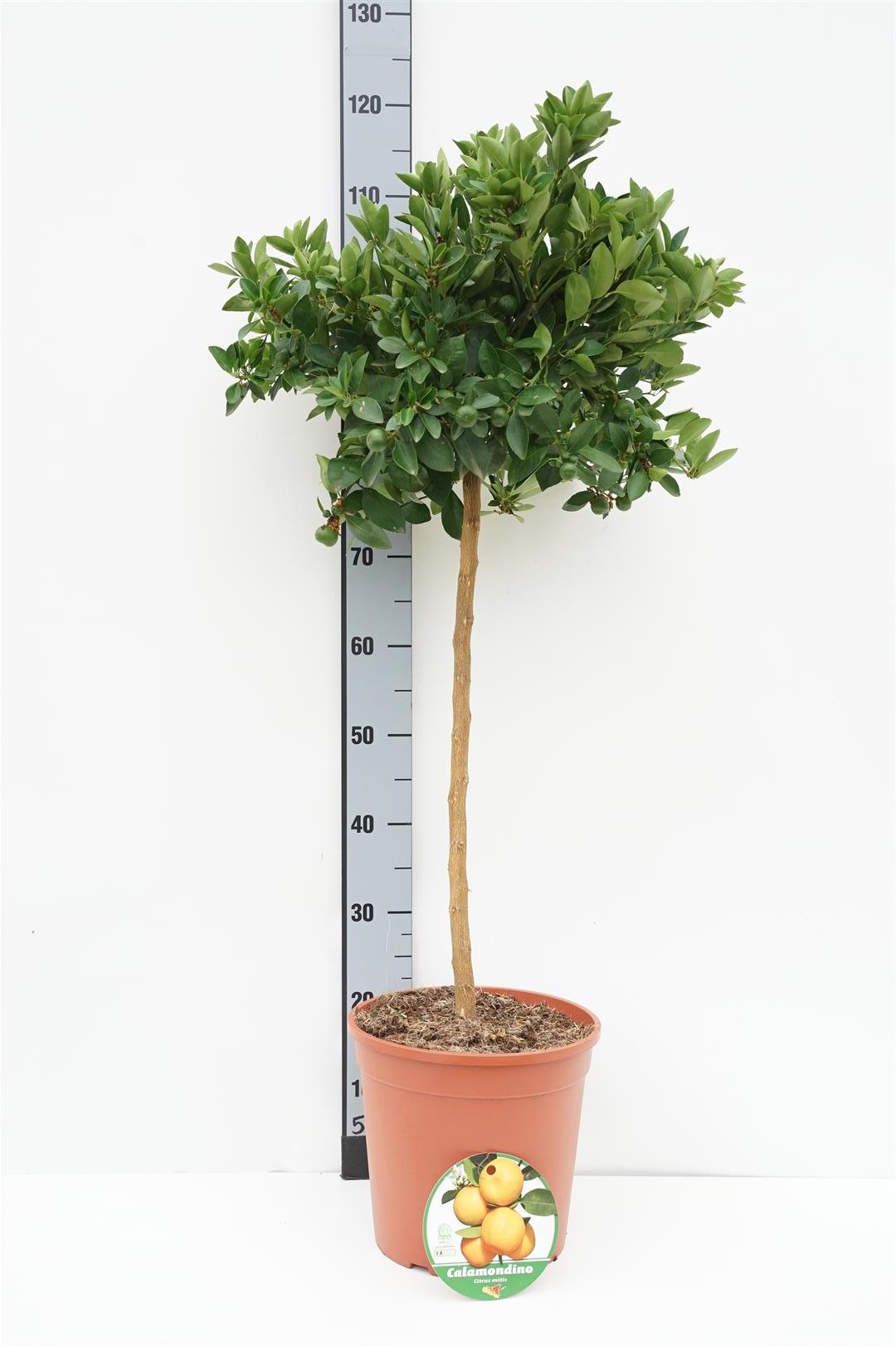 Citrus mitis(Calamondin-Ziermanderi - 70 CM STEM C7,5/P26