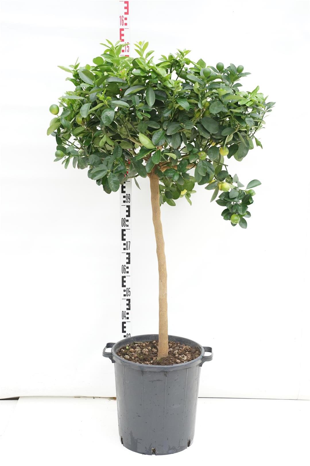 Citrus Obovata - 70 CM STEM C30