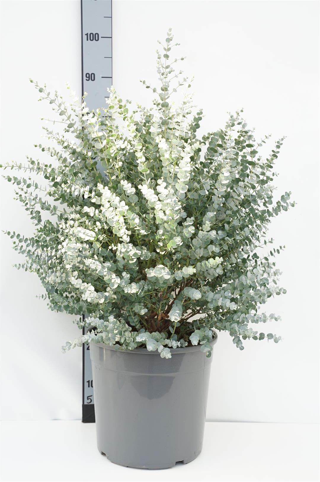 Eukalyptus gunnii &