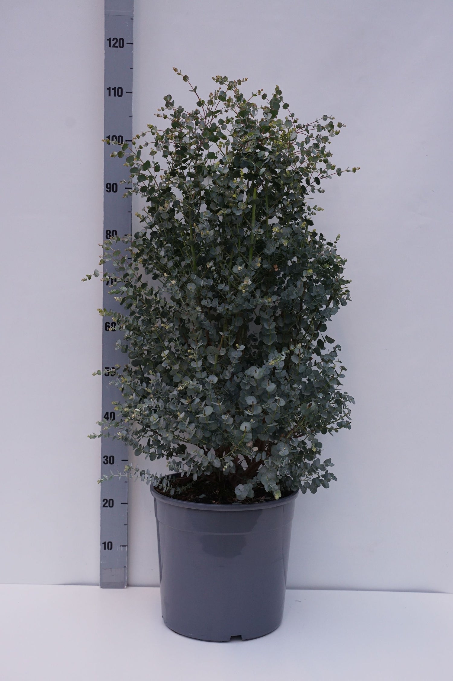 Eukalyptus gunnii &