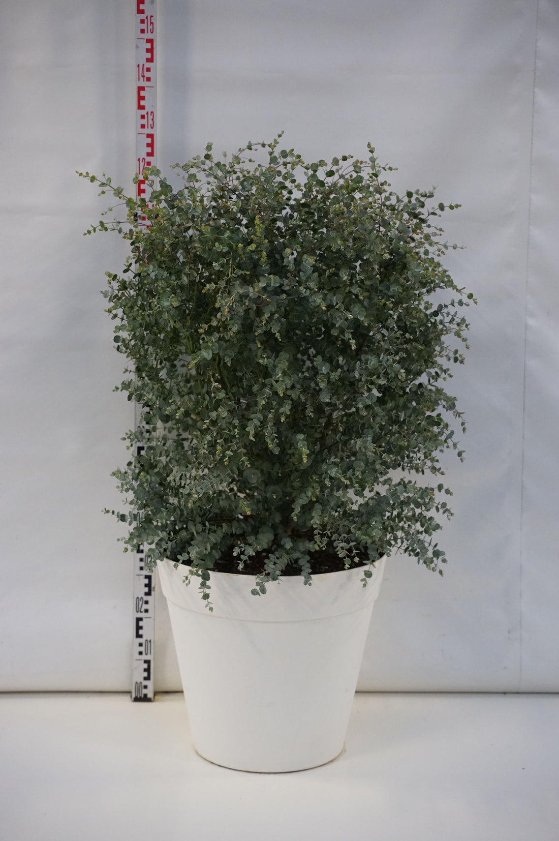 Eukalyptus gunnii &