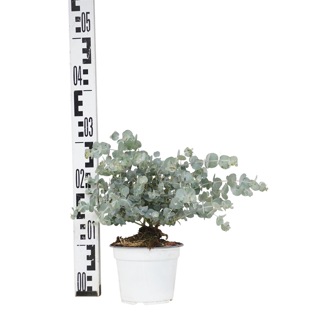 Eukalyptus gunnii - C1,5/P14 25-30 CM