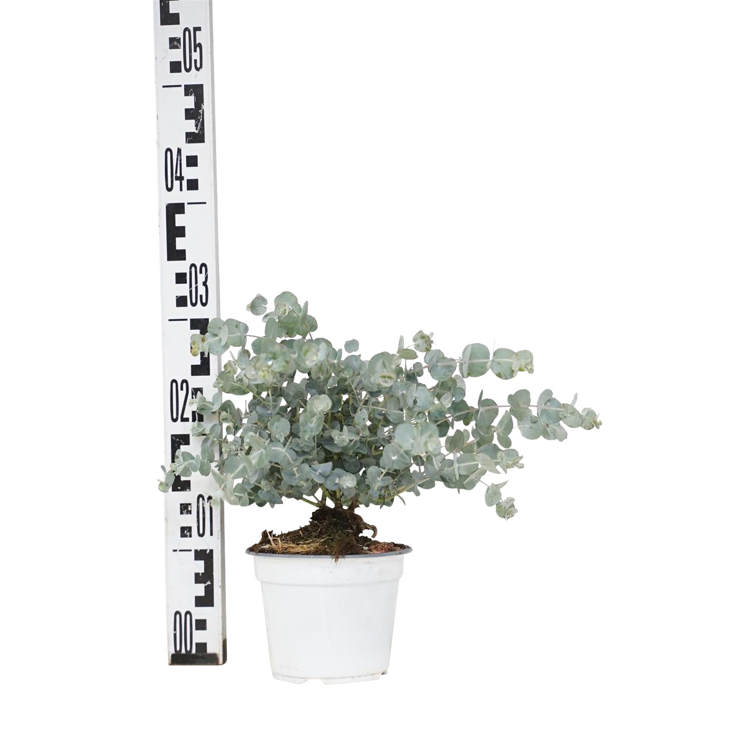 Eukalyptus gunnii - C1,5/P14 25-30 CM