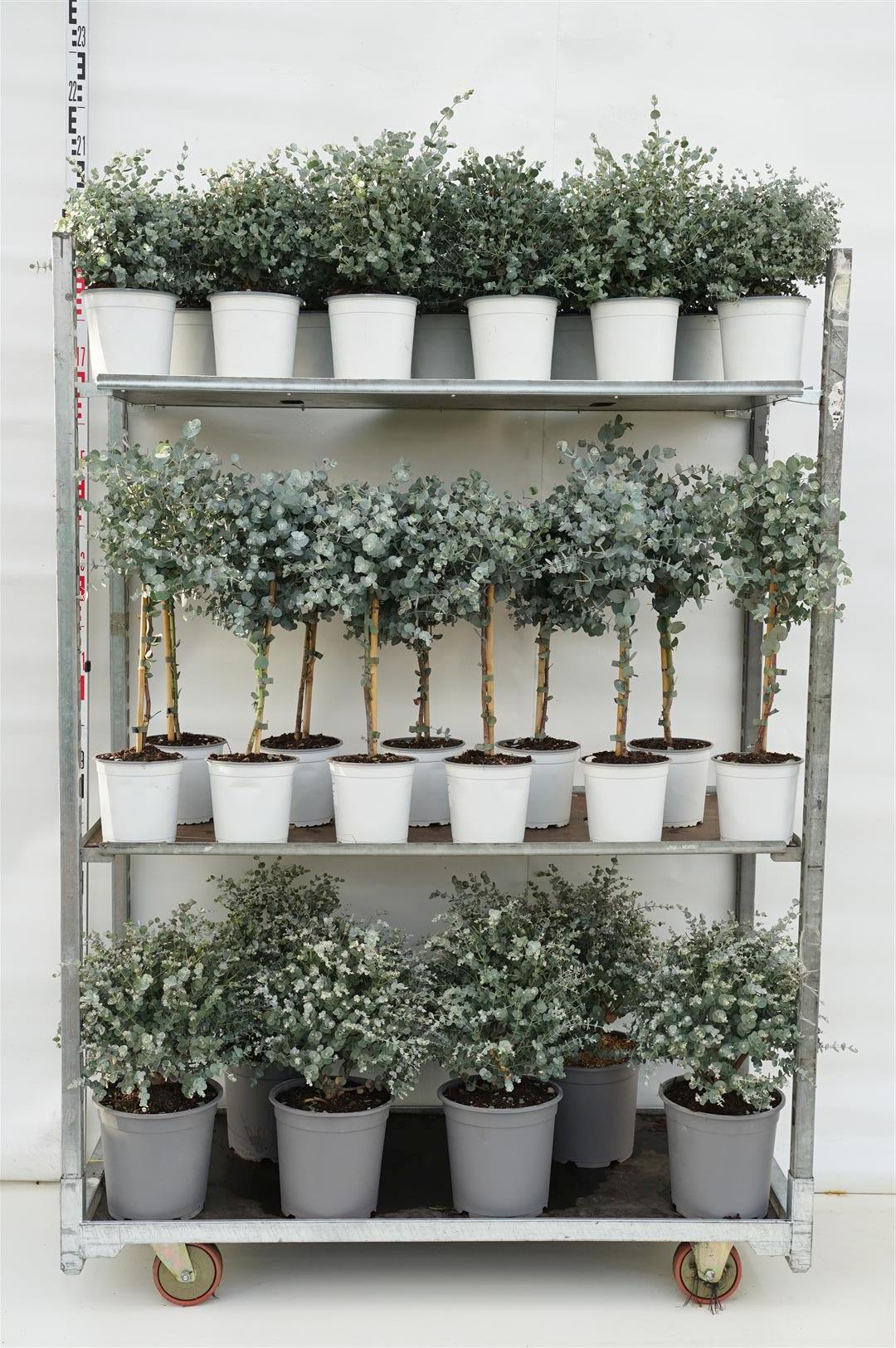 Eukalyptus gunnii - MIX CC