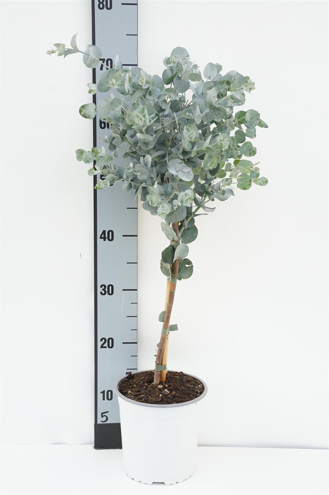 Eukalyptus gunnii - 30 CM STEM C2/P17