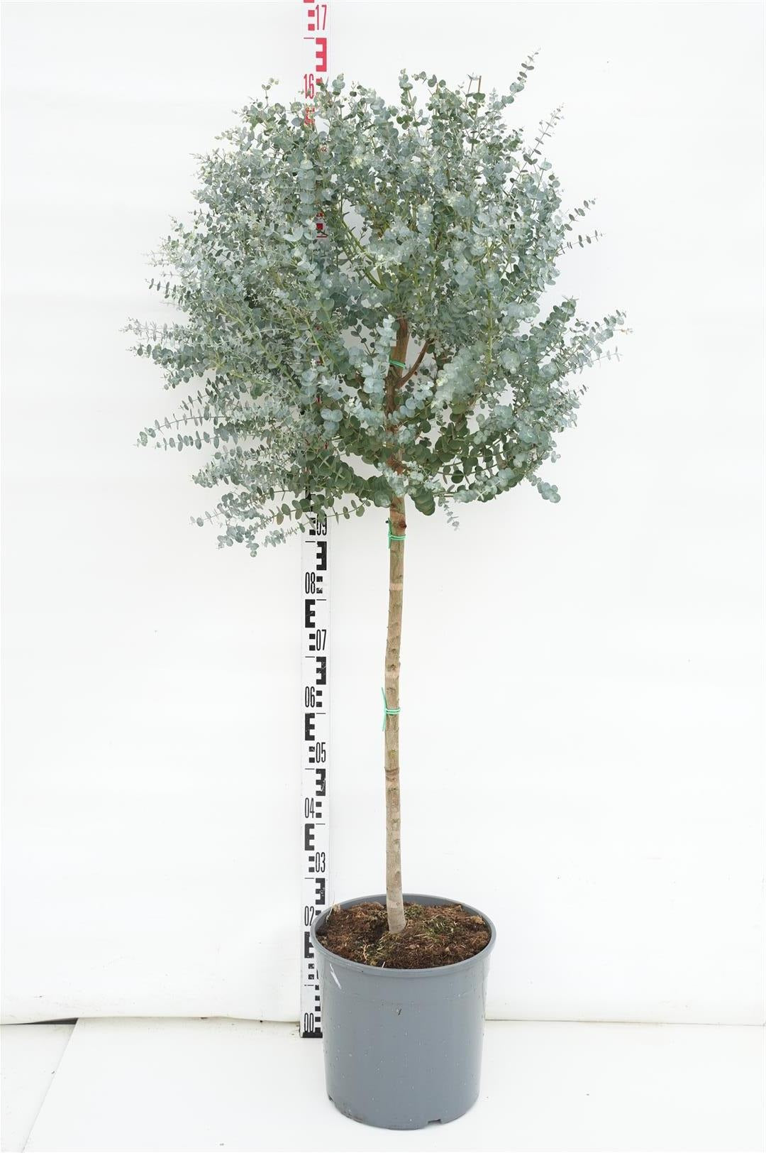 Eukalyptus gunnii - 60 CM STEM C18