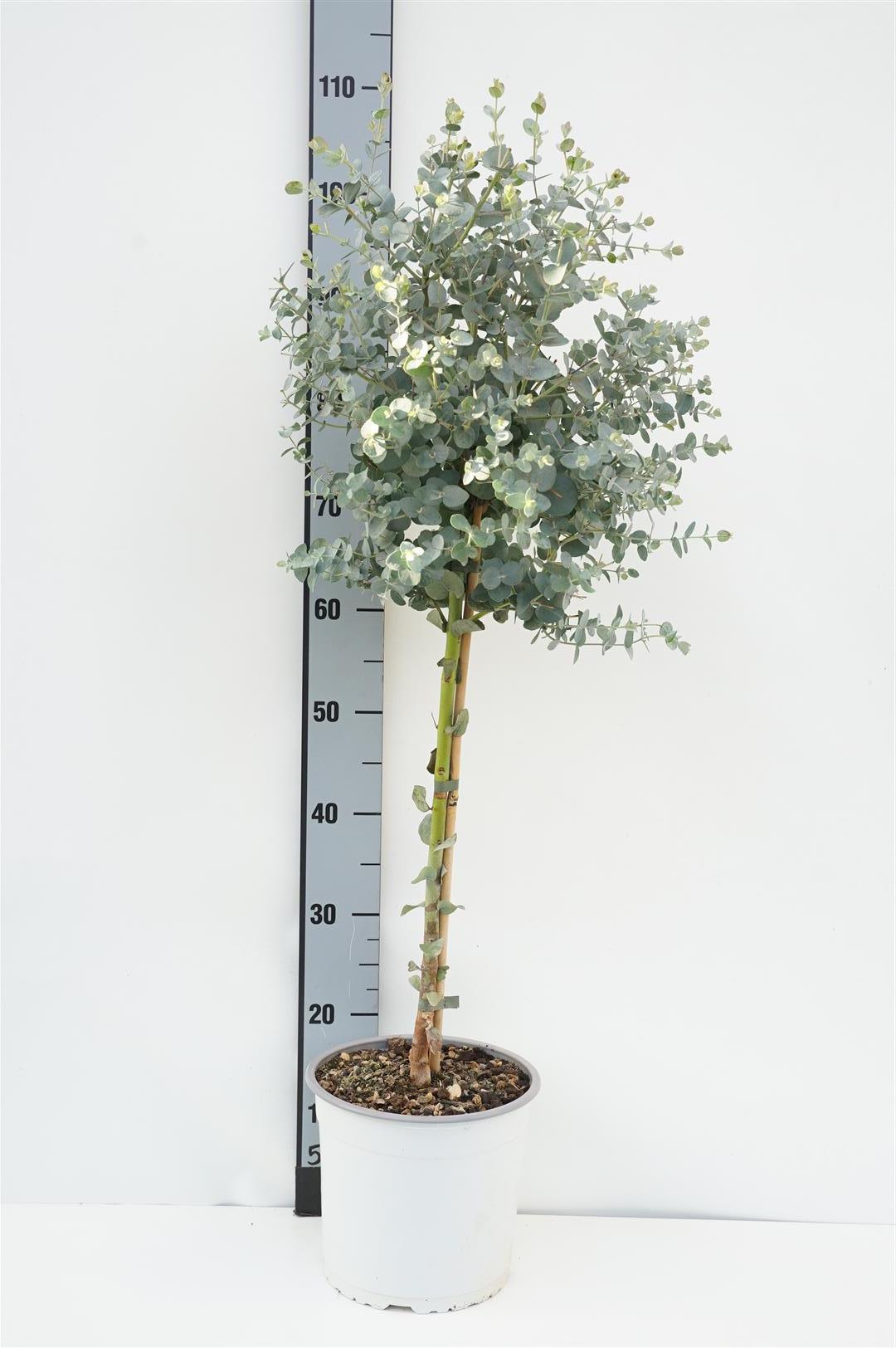Eukalyptus gunnii - 60 CM STEM C4/P21