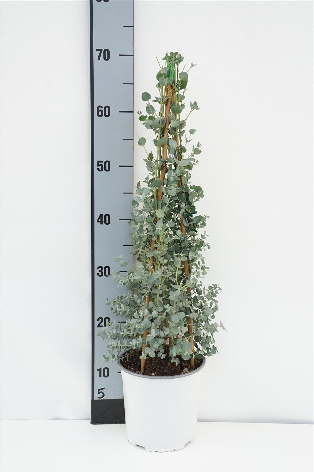 Eukalyptus gunnii - 60+CM CONE C2/P17