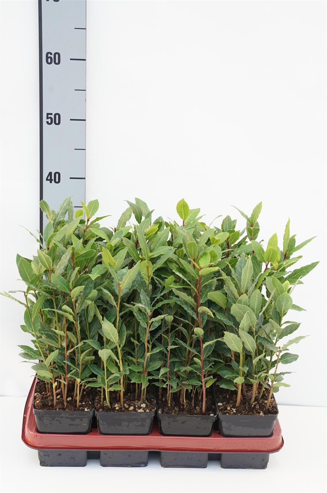 Lager nobilis - P9 20/+ CM