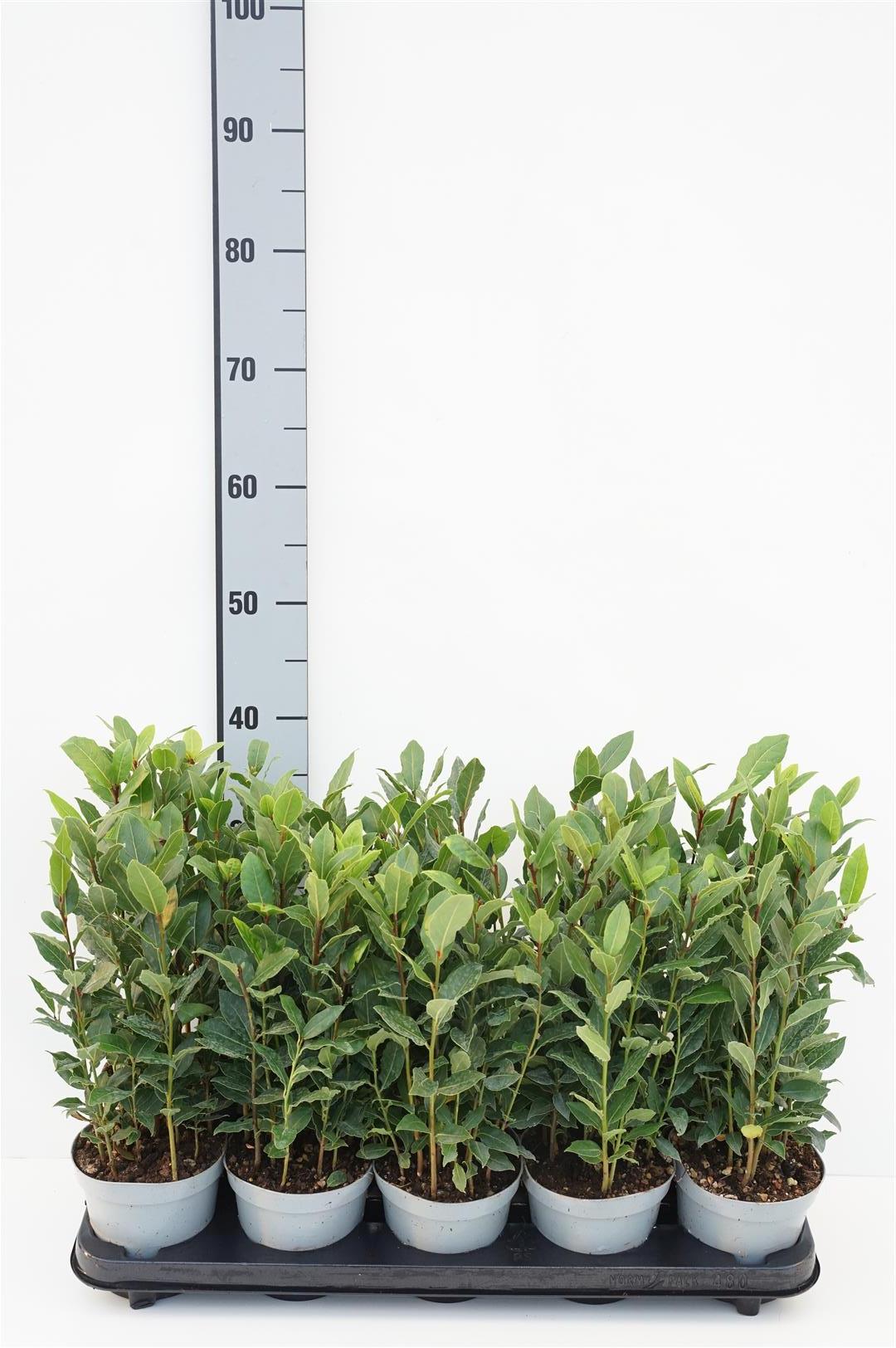Lager nobilis - P12 25/+ CM