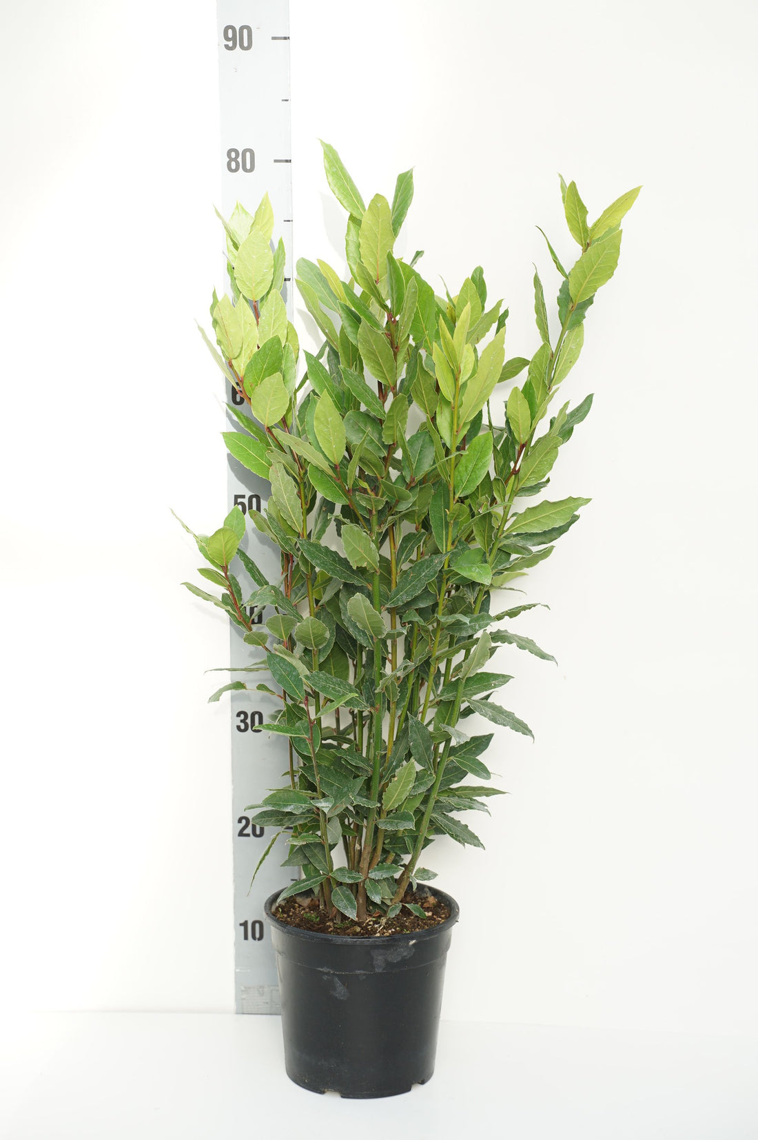 Lager nobilis - C2/P17 40/+ CM
