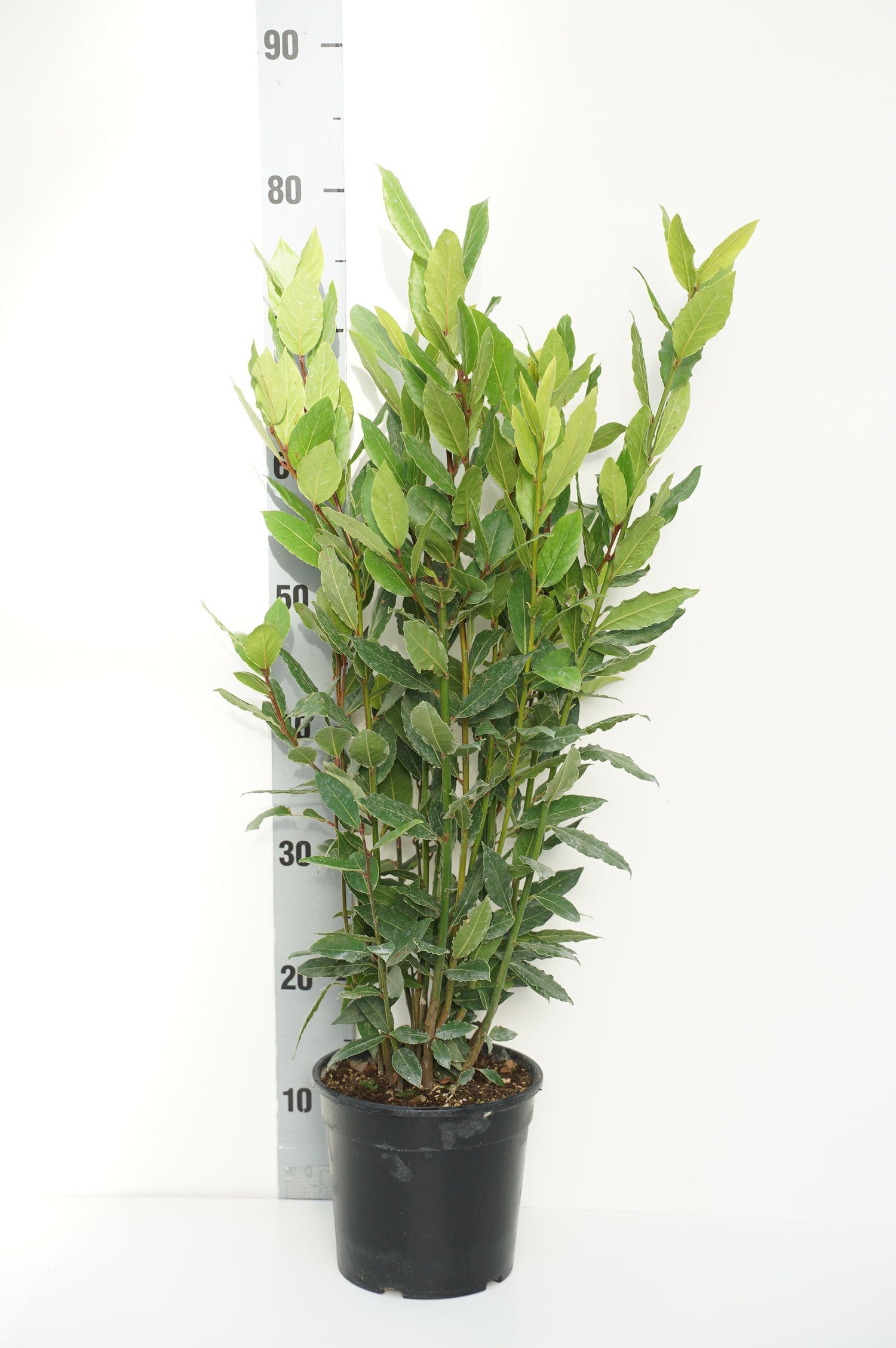 Lager nobilis - C2/P17 40/+ CM