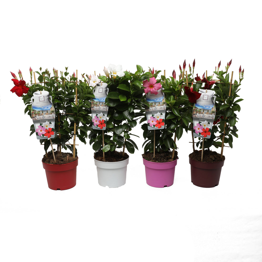 Mandevilla &