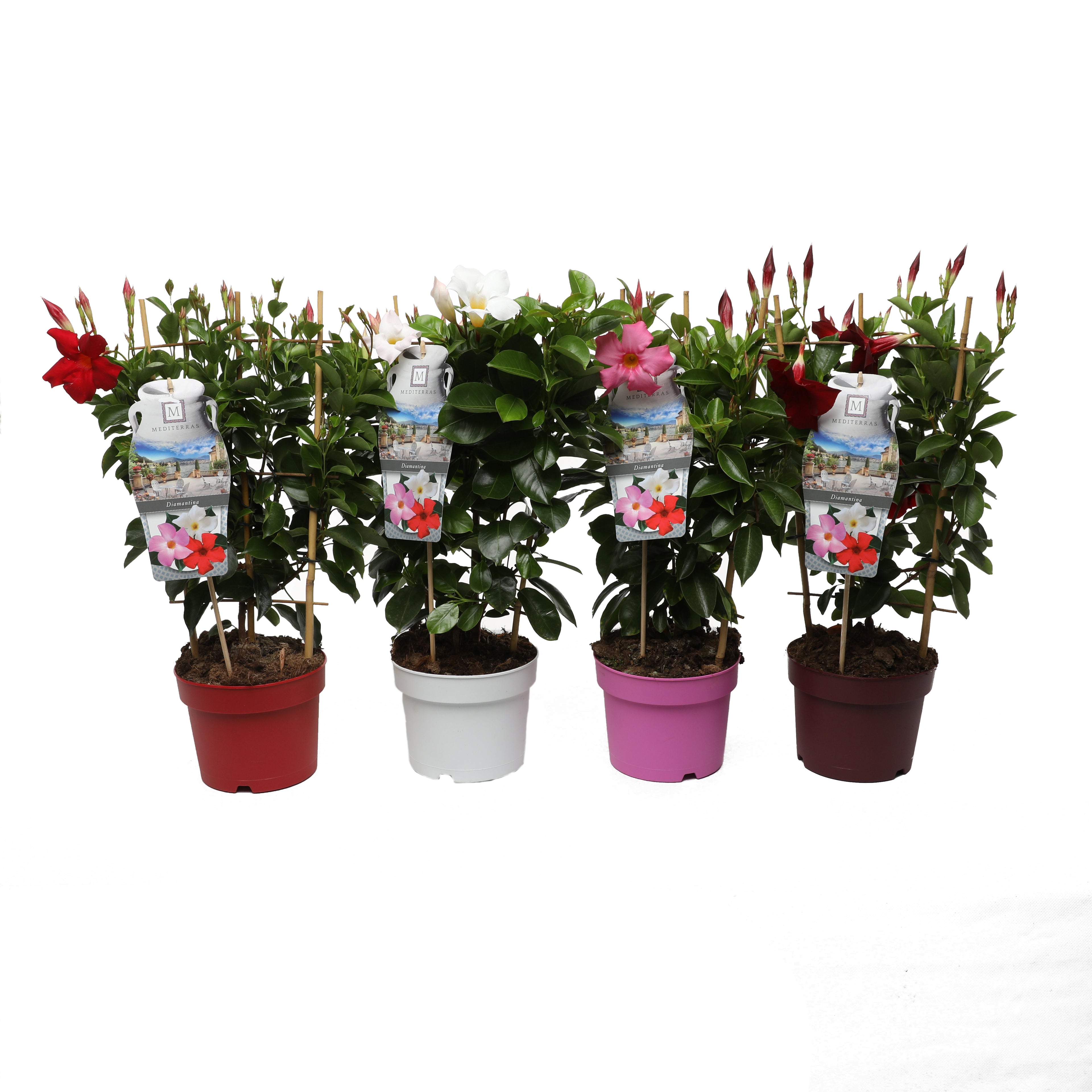 Mandevilla &