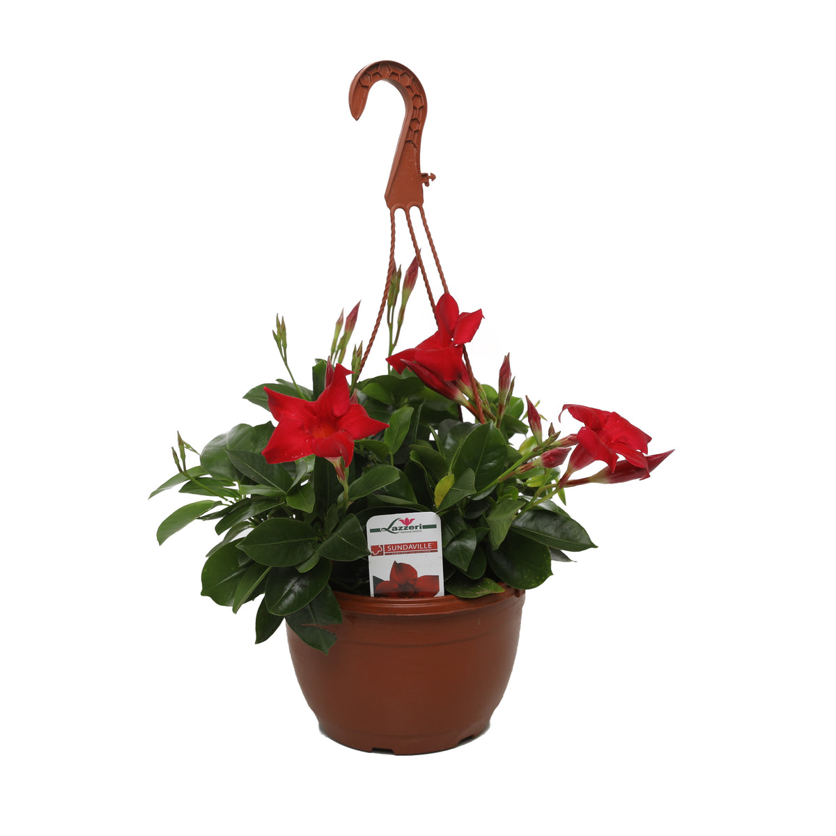 Mandevilla &