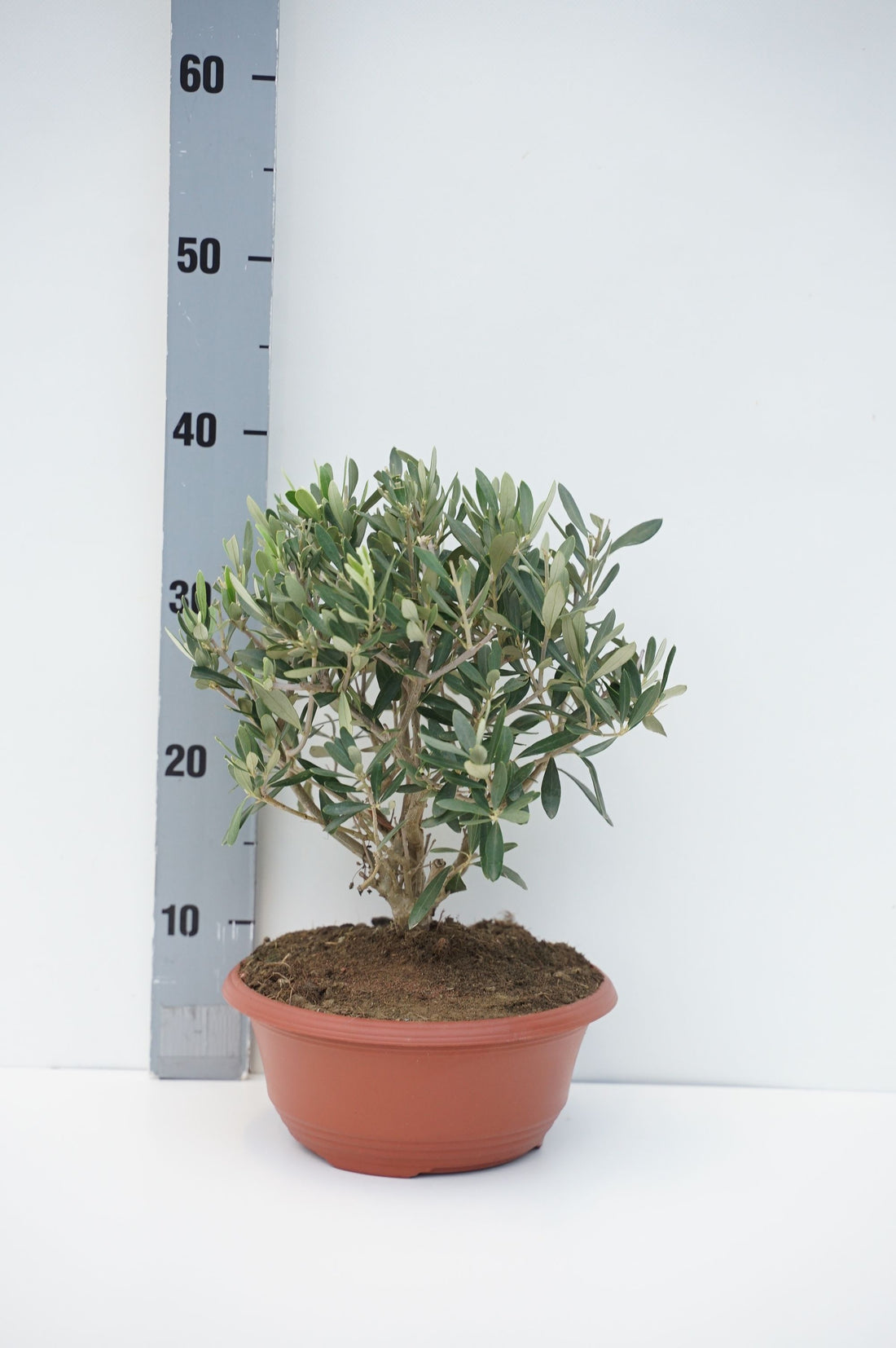 Oliv europaea - C5/P23 DECO