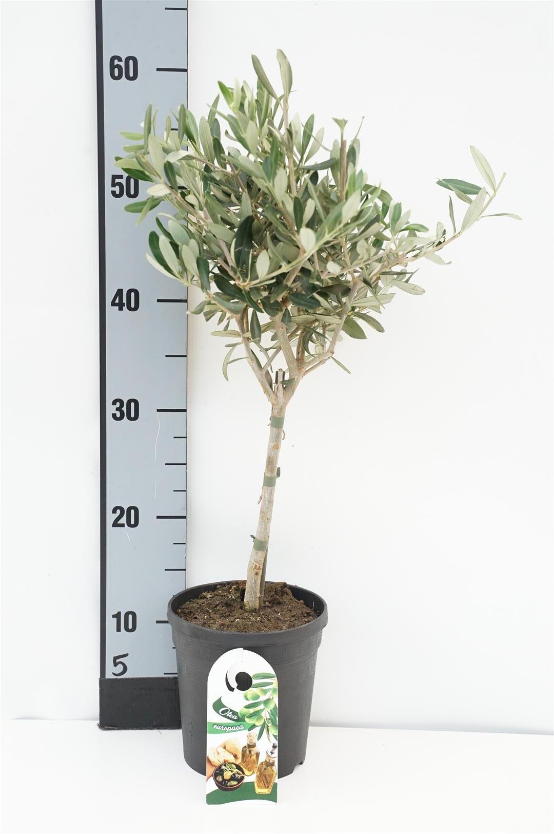 Oliv europaea - 20 CM STEM C1,5/P15