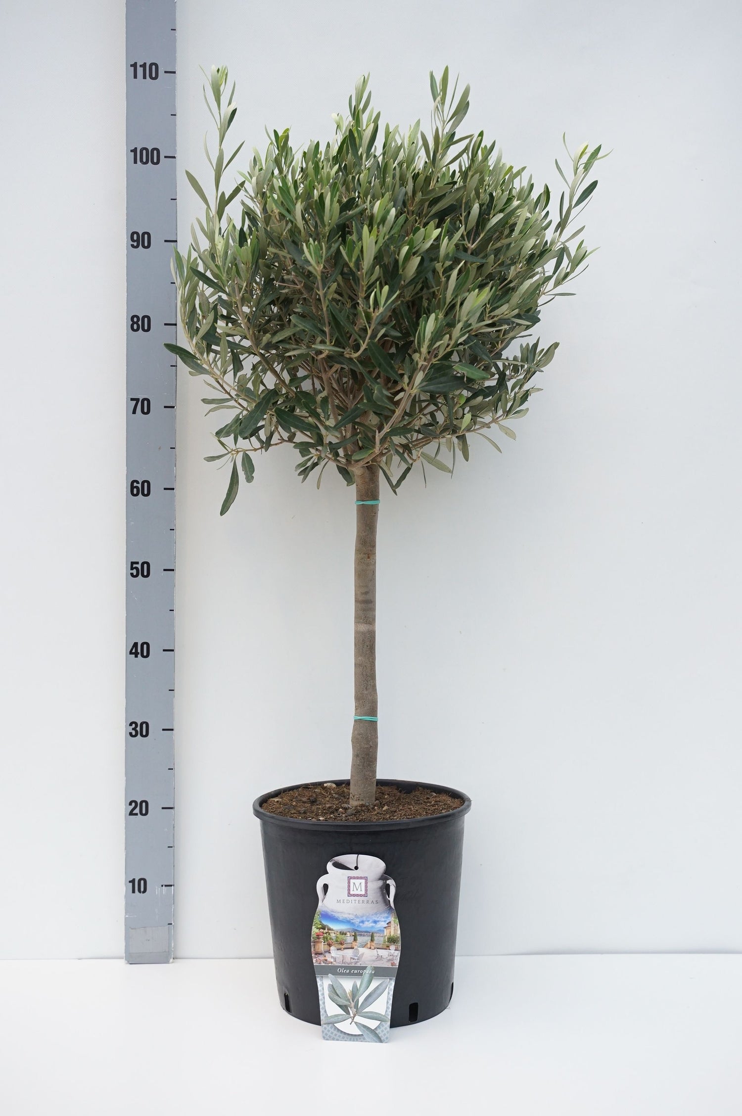 Oliv europaea - 40 CM STEM C5/P23