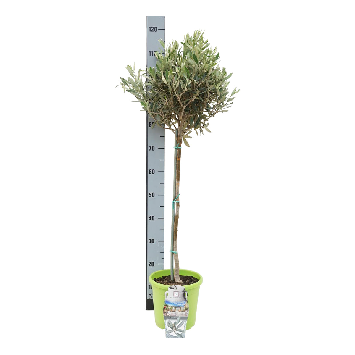 Olea europaea 50 cm stam C4 (4 liters kruka) / 21 cm kruka