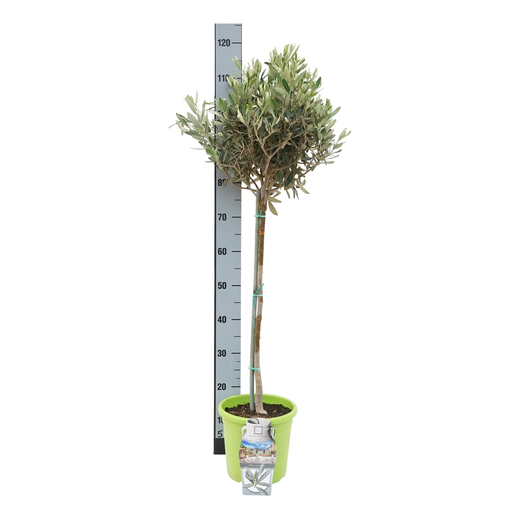 Olea europaea 50 cm stam C4 (4 liters kruka) / 21 cm kruka