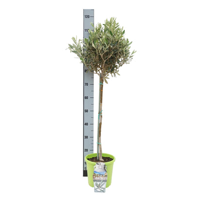 Olea europaea 50 cm stam C4 (4 liters kruka) / 21 cm kruka
