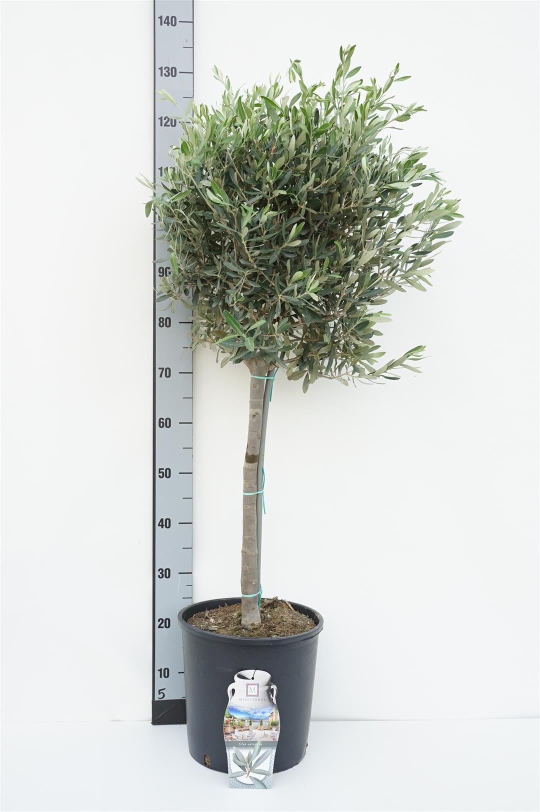 Oliv europaea - 50 CM STEM C7,5/P26