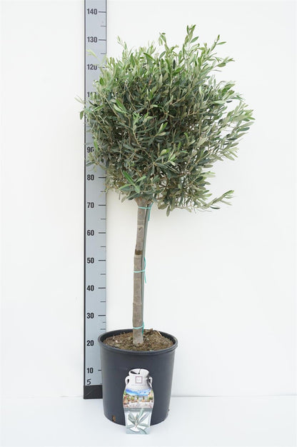 Olea europaea 50 cm stam C7,5 (7,5 liters kruka)