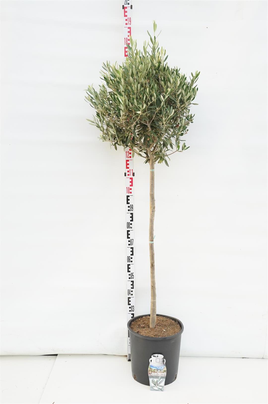 Olea europaea - 60 cm stam - C90 (90 liters kruka)