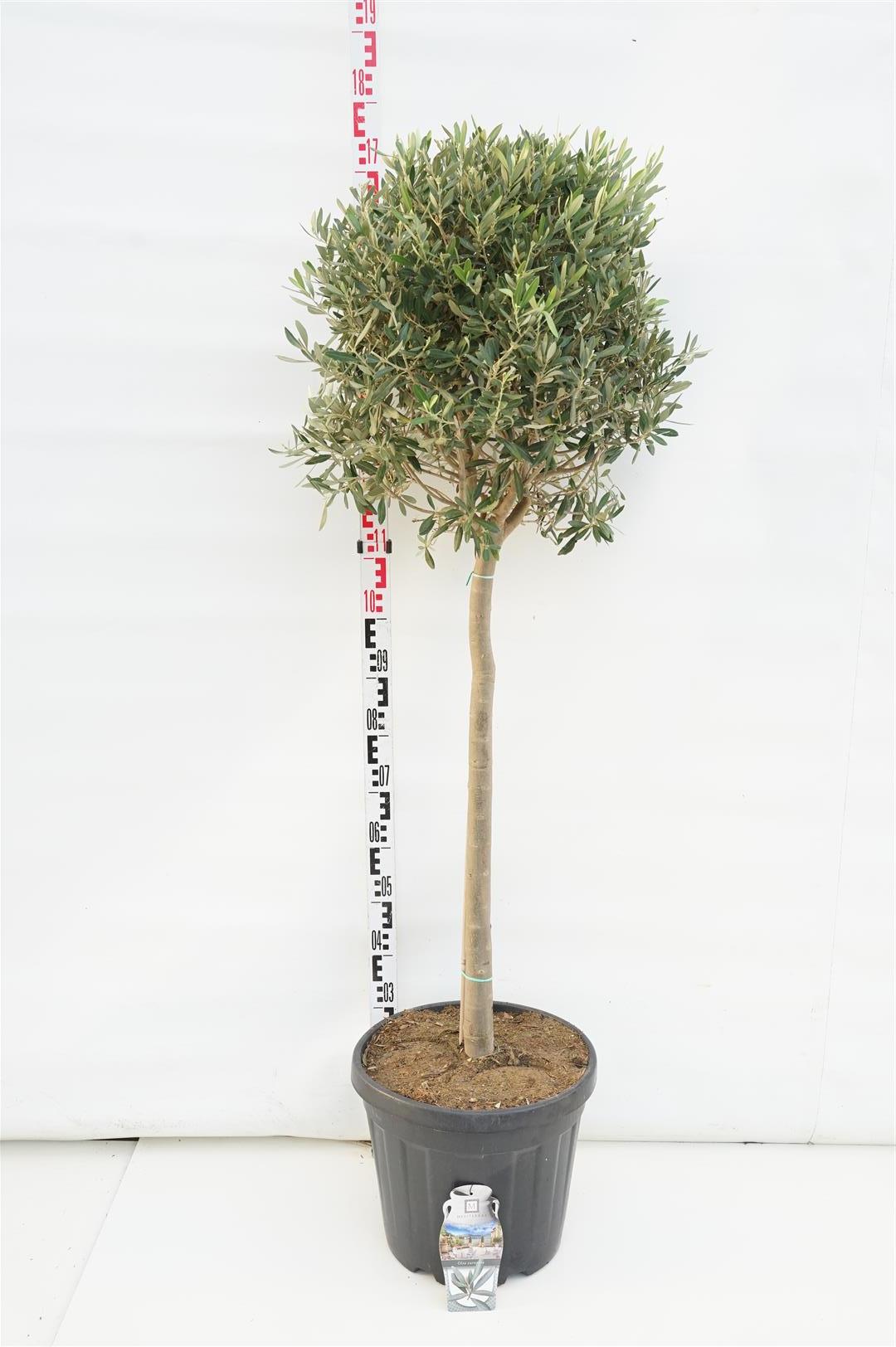 Oliv europaea - 80 CM STEM C30