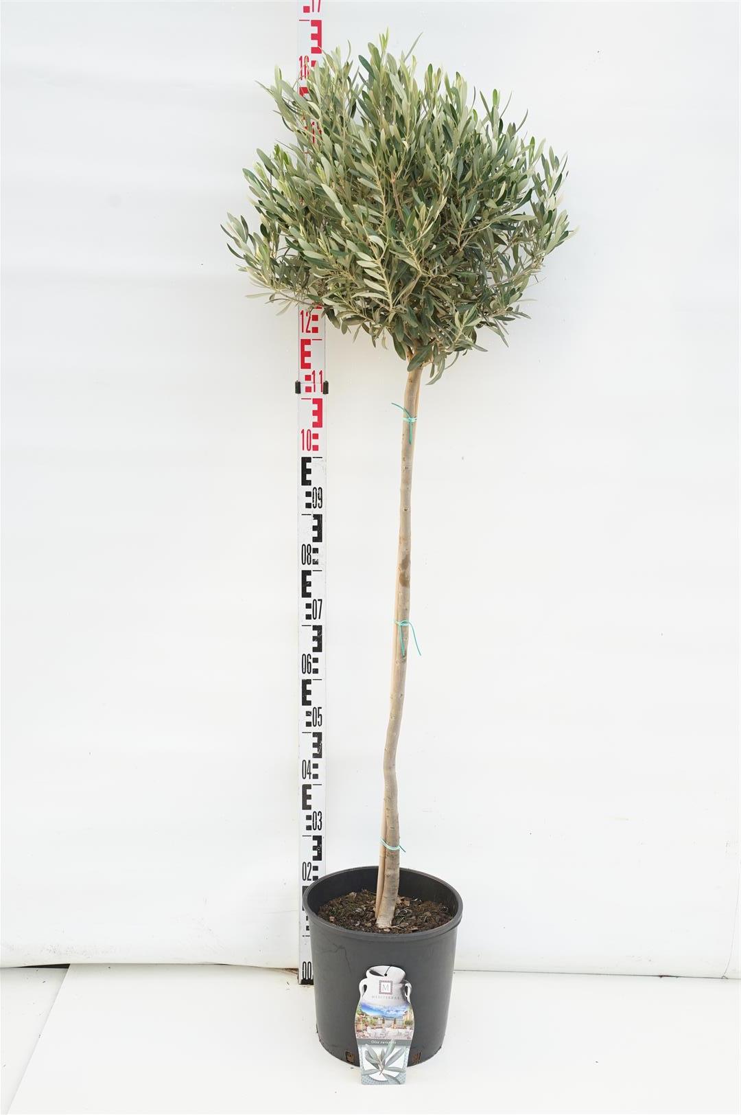 Olea europaea 80 cm stam C7,5 (7,5 liters kruka)
