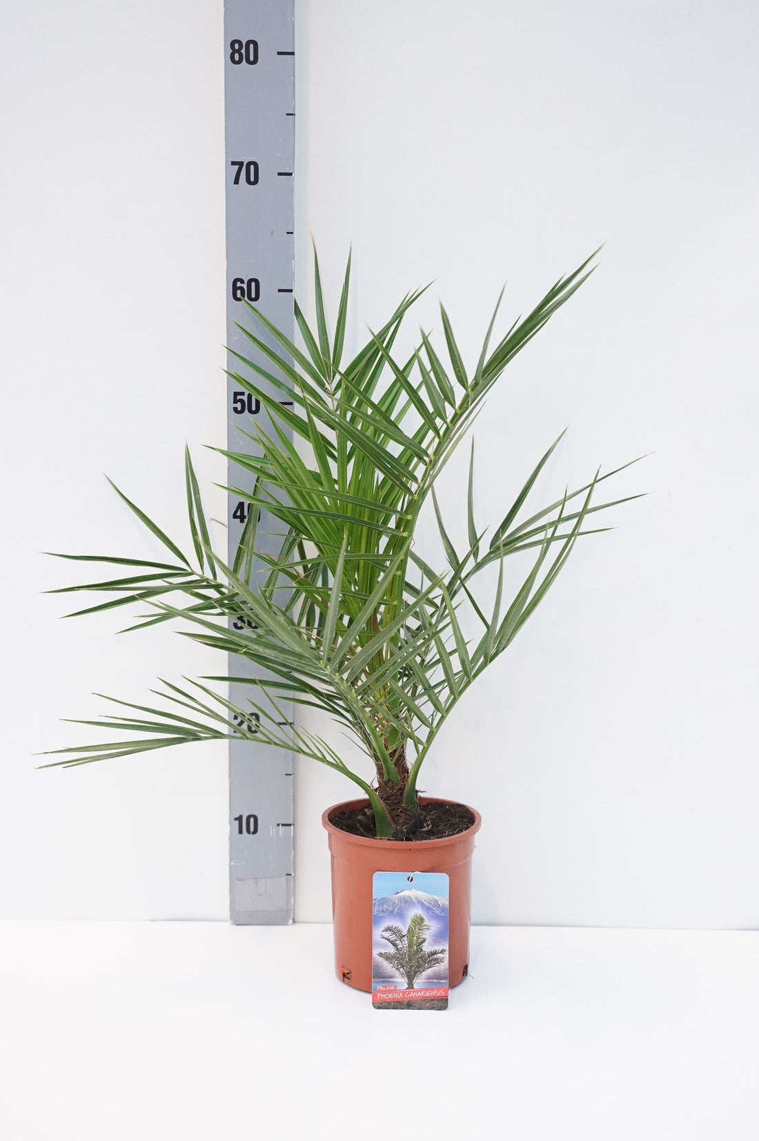 Dadelpalm canariensis - C1,5/P14 30-40 CM