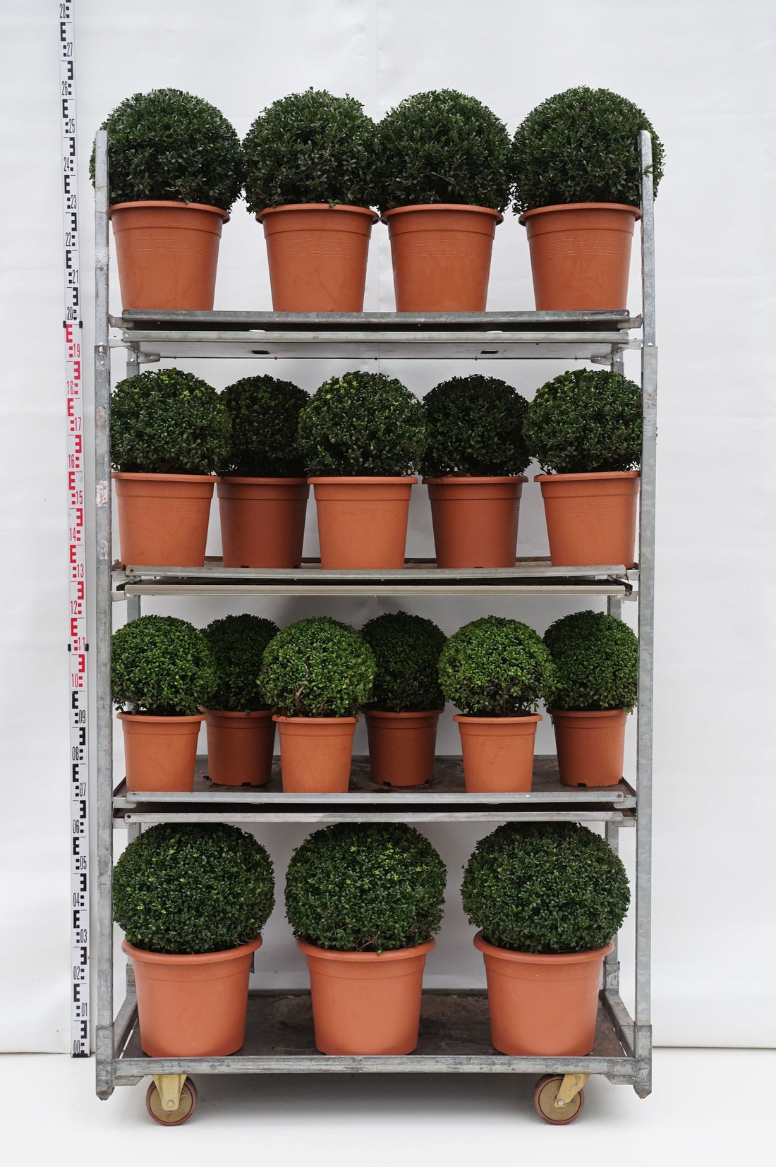 Järnek crenata in cultivars - MIX CC 2
