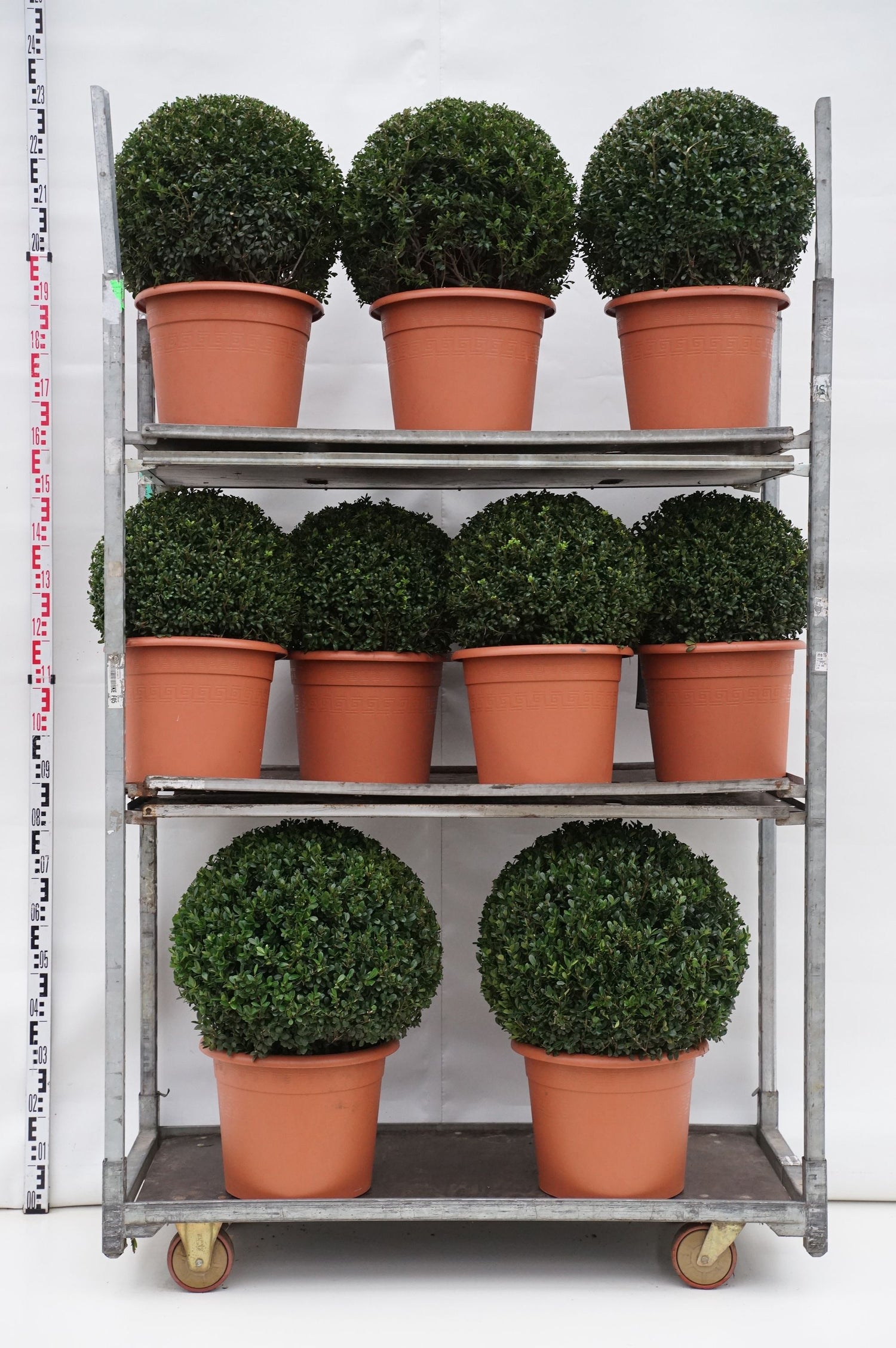 Järnek crenata in cultivars - MIX CC 3