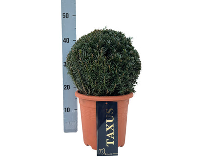 Taxus baccata klot 25-30 cm, C4 (4 liters kruka)