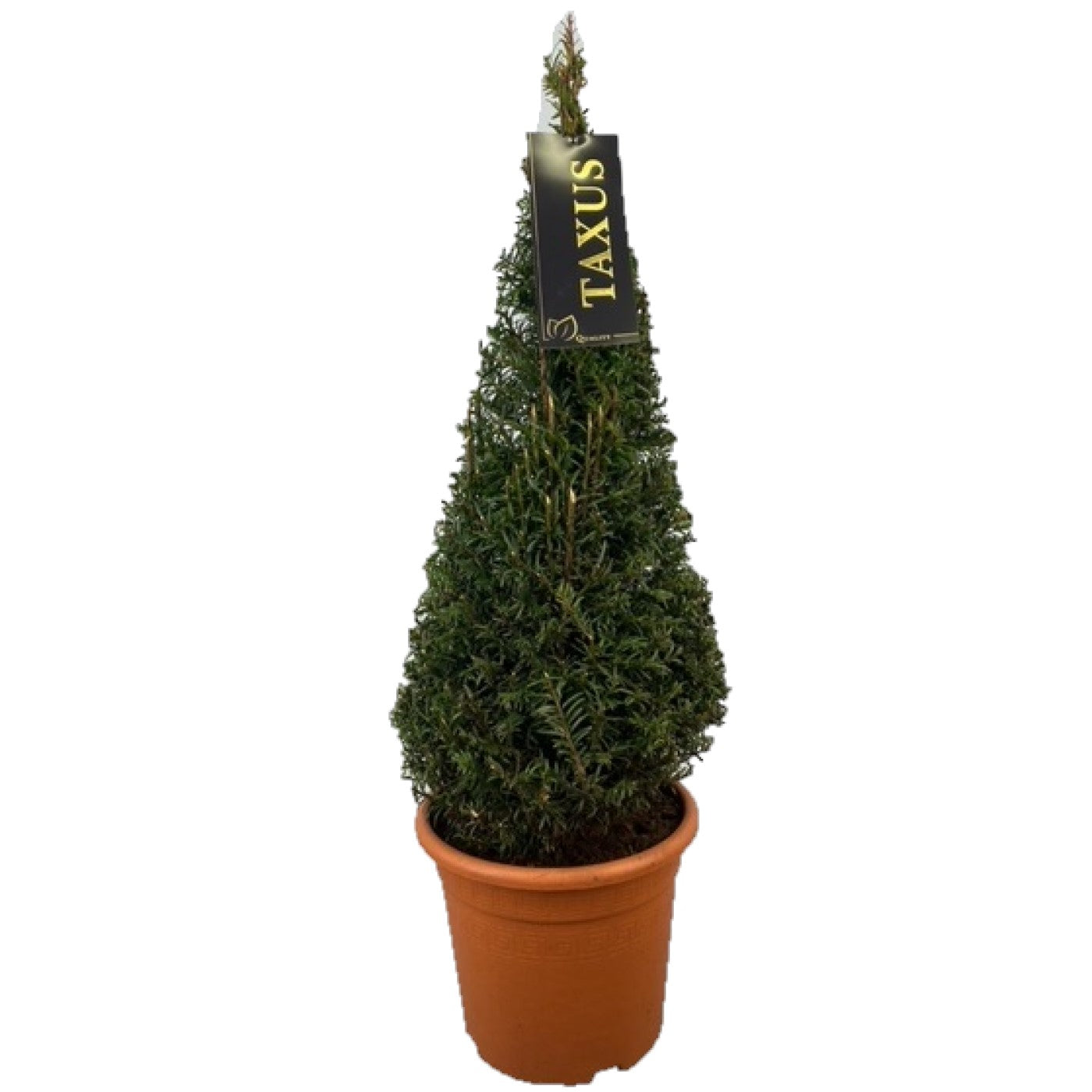 Idegran baccata - 60-70 CM CONE C4,5/P22