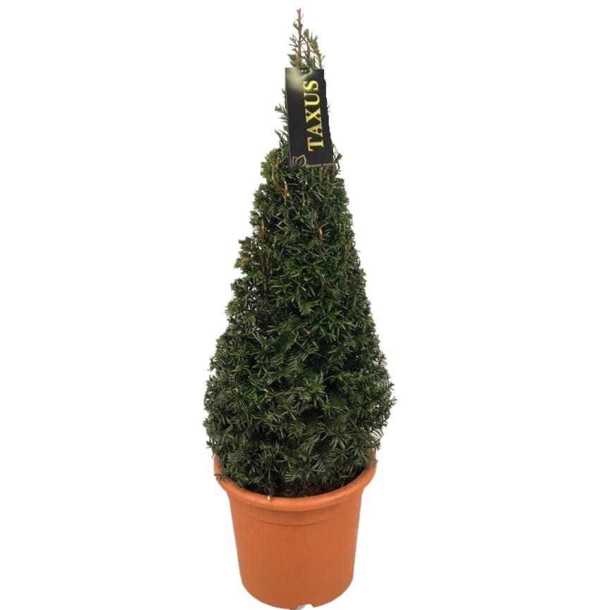 Idegran baccata - 70-80 CM CONE C5,5/P24